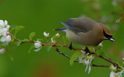 Cedar Waxwing 3.jpg